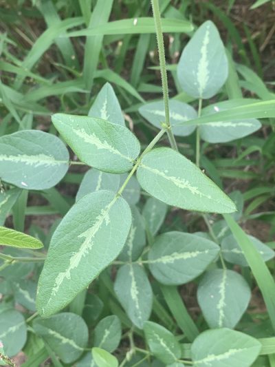 Desmodium tweedyi, photographed by joyous