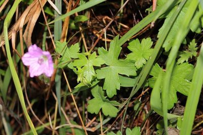 Geranium ornithopodon, photographed by Brian du Preez