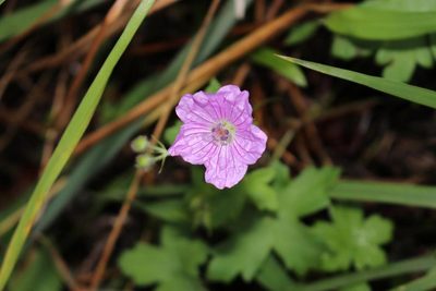 Geranium ornithopodon, photographed by Brian du Preez