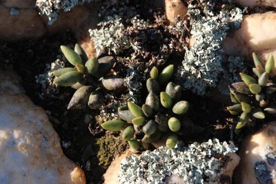 Adromischus filicaulis, photographed by Tony Rebelo