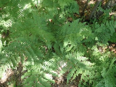 Dryopteris campyloptera, photographed by Lynn Harper