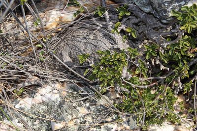 Fockea edulis, photographed by Tony Rebelo