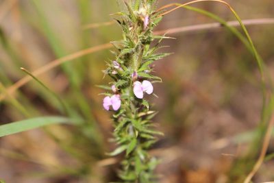 Muraltia lancifolia, photographed by Brian du Preez