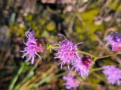 Liatris aspera, photographed by Elias