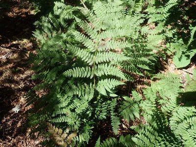 Dryopteris campyloptera, photographed by Lynn Harper