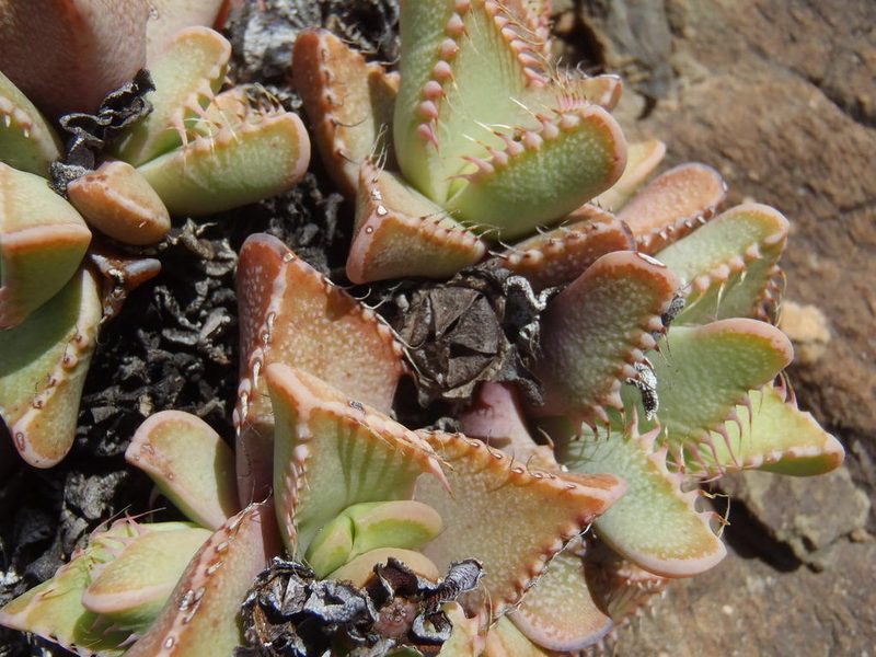 Faucaria tigrina, photographed by Nicola van Berkel