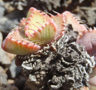 Faucaria tigrina, photographed by Nicola van Berkel