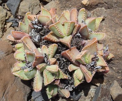 Faucaria tigrina, photographed by Nicola van Berkel