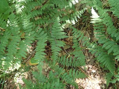 Dryopteris campyloptera, photographed by Lynn Harper