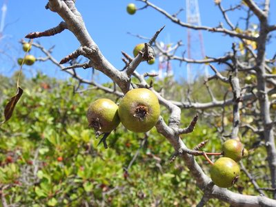 Pyrus bourgaeana, photographed by Duarte Frade
