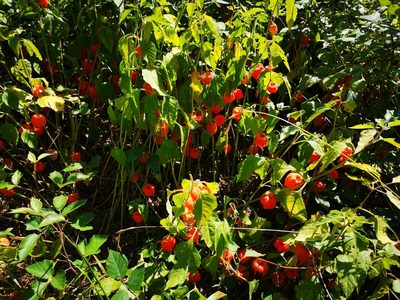 Alkekengi officinarum, photographed by olrett