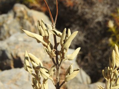 Phlomis purpurea, photographed by Duarte Frade