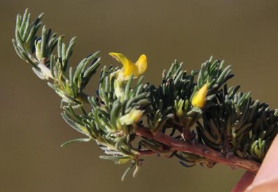 Aspalathus incomta, photographed by Tony Rebelo