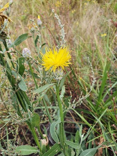Centaurea chartolepis, photographed by Анна Митрошенкова