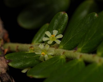 Phyllanthus emblica, photographed by portioid