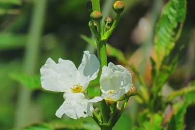 Aquarius grandiflorus, photographed by Hugo Hulsberg