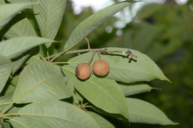 Aesculus chinensis, photographed by Zinogre