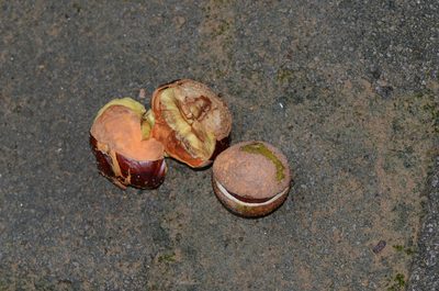 Aesculus chinensis, photographed by Zinogre