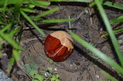 Aesculus chinensis, photographed by Zinogre