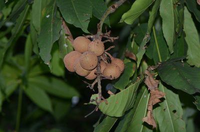 Aesculus chinensis, photographed by Zinogre