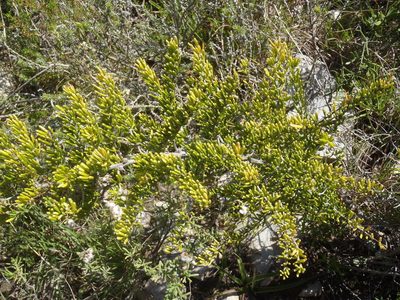 Asparagus crassicladus, photographed by Nicola van Berkel