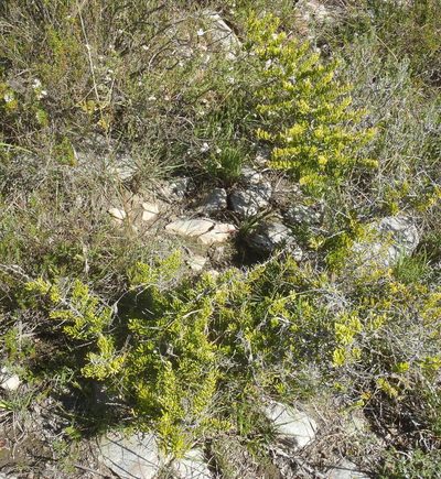 Asparagus crassicladus, photographed by Nicola van Berkel