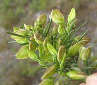 Polygala ericifolia, photographed by Nicola van Berkel