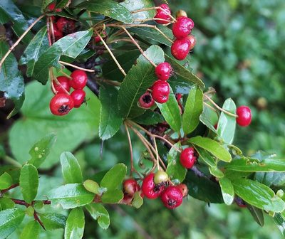 Pyracantha crenulata, photographed by PRIYA RAUTELA