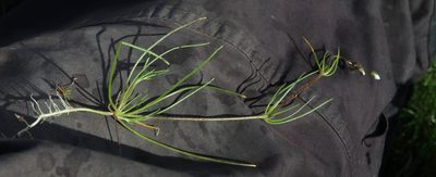 Spergula arvensis, photographed by Tero Linjama