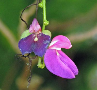 Canavalia bonariensis, photographed by Hugo Hulsberg