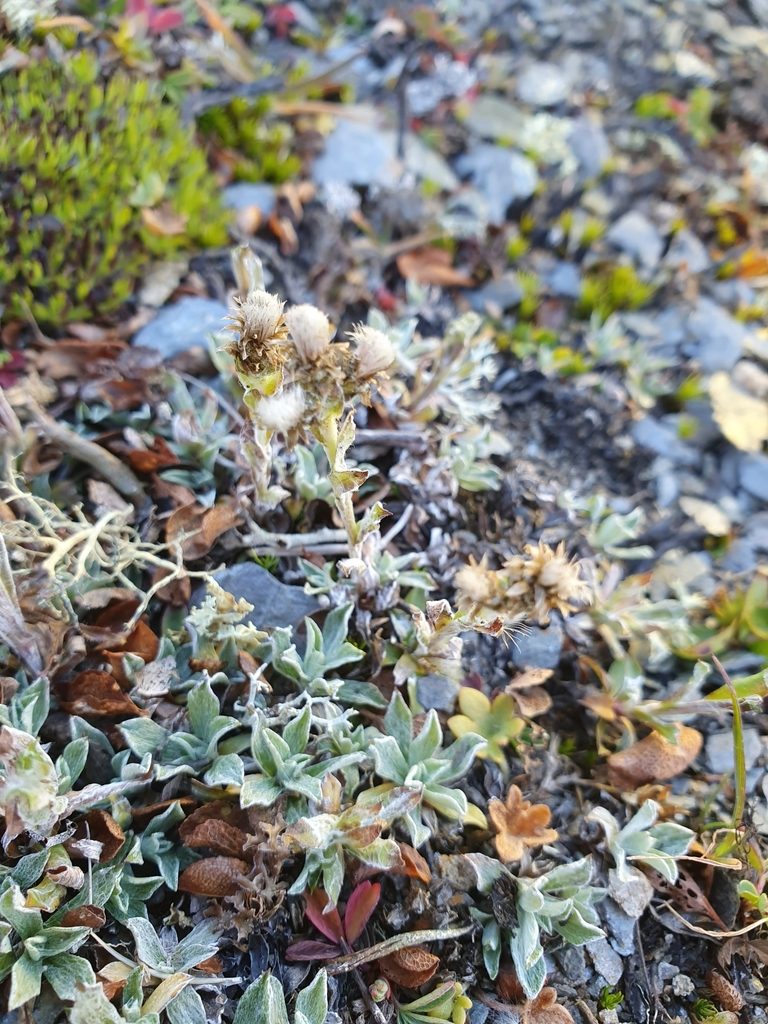 Antennaria alpina, photographed by Michael D. Pirie