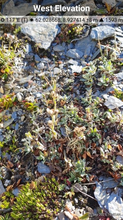 Antennaria alpina, photographed by Michael D. Pirie