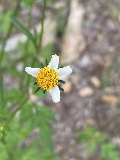 Bidens bigelovii, photographed by Bob Nieman
