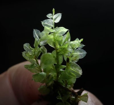 Plagiomnium affine, photographed by Tero Linjama
