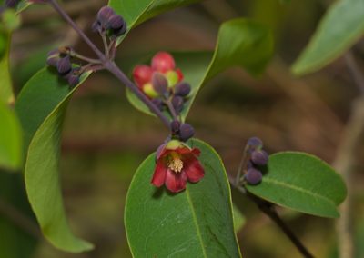 Cratoxylum cochinchinense, photographed by portioid