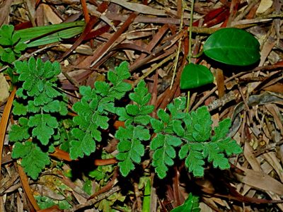 Cheilanthes nudiuscula