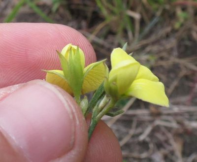 Argyrolobium harveyanum, photographed by Brian du Preez