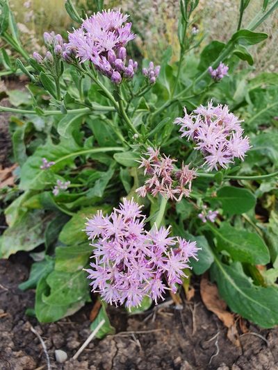 Saussurea salsa, photographed by Анна Митрошенкова