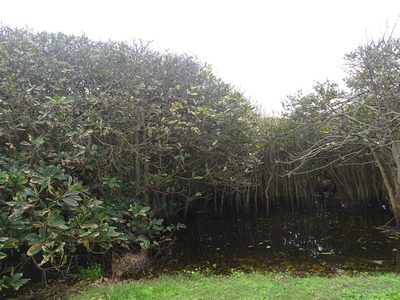 Barringtonia racemosa, photographed by Shaun Swanepoel