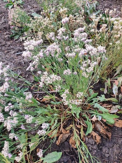 Saussurea salsa, photographed by Анна Митрошенкова