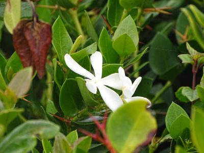Carissa macrocarpa, photographed by Shaun Swanepoel