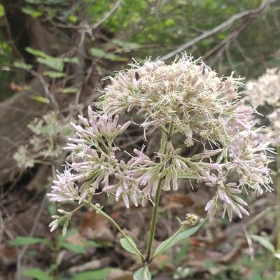 Eutrochium purpureum, photographed by Mac Post