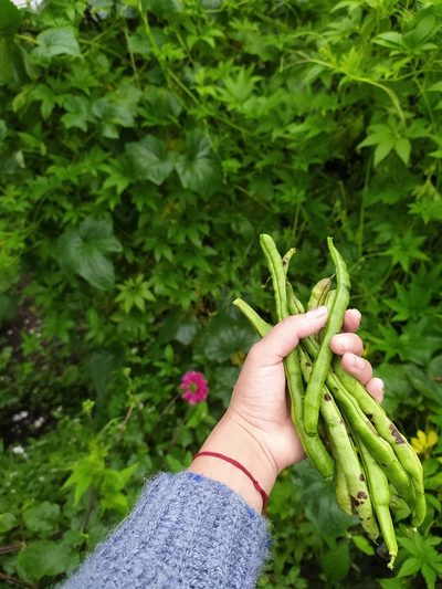 Phaseolus vulgaris, photographed by PRIYA RAUTELA