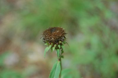Pentanema salicinum, photographed by Alexander Dubynin