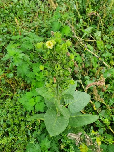 Nicotiana rustica, photographed by Анна Митрошенкова