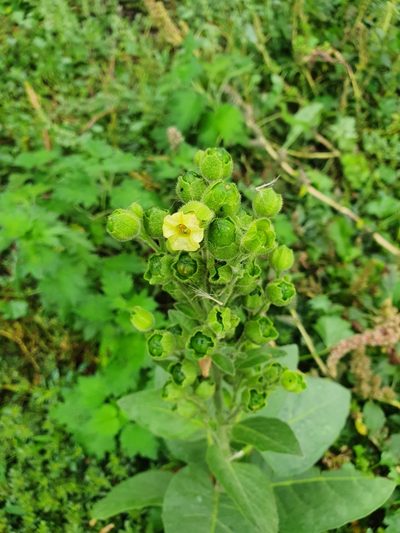 Nicotiana rustica, photographed by Анна Митрошенкова