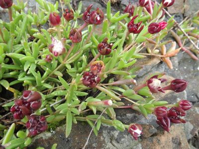 Delosperma grantiae, photographed by James Deacon