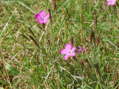 Dianthus deltoides, photographed by Christian Kahle