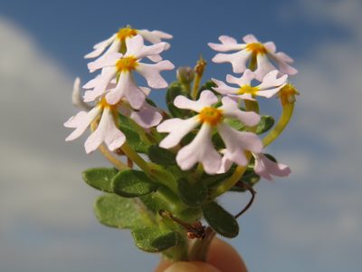 Zaluzianskya villosa, photographed by Jeremy Gilmore
