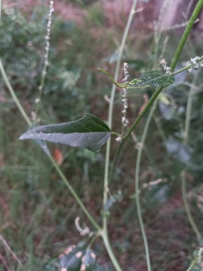Atriplex micrantha, photographed by Гущина Ангелина Викторовна